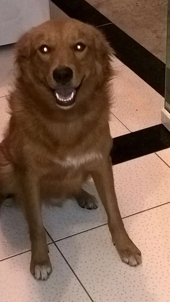 Cachorro ra a Mestiço Golden Retriever  idade 2 anos nome Romeu