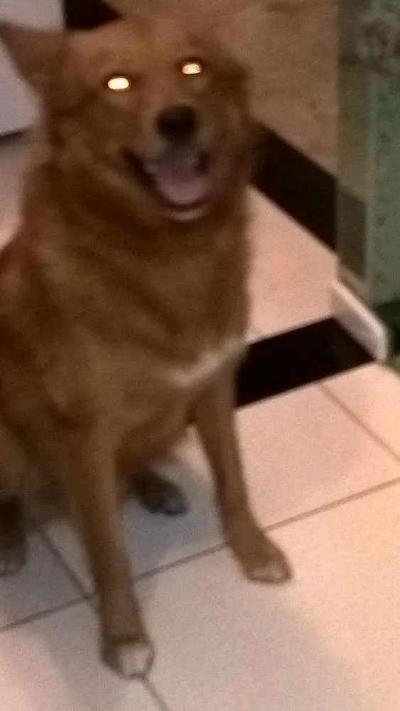 Cachorro ra a Mestiço Golden Retriever  idade 2 anos nome Romeu