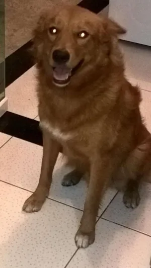 Cachorro raça Mestiço Golden Retriever  idade 2 anos nome Romeu