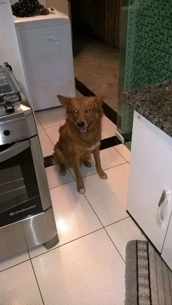 Cachorro ra a Mestiço Golden Retriever  idade 2 anos nome Romeu