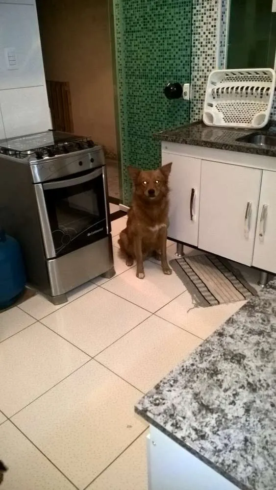 Cachorro ra a Mestiço Golden Retriever  idade 2 anos nome Romeu