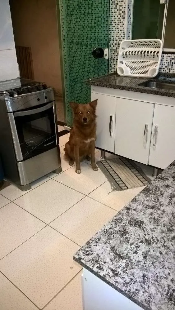 Cachorro ra a Mestiço Golden Retriever  idade 2 anos nome Romeu