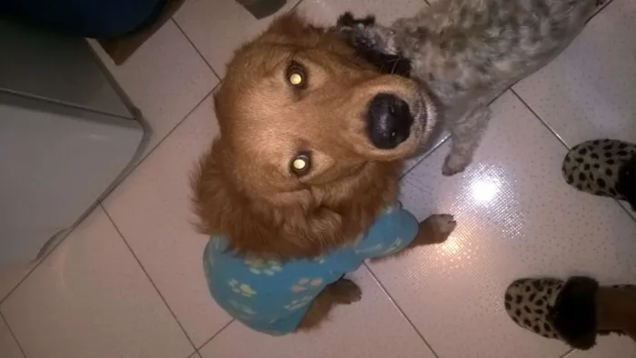 Cachorro ra a Mestiço Golden Retriever  idade 2 anos nome Romeu