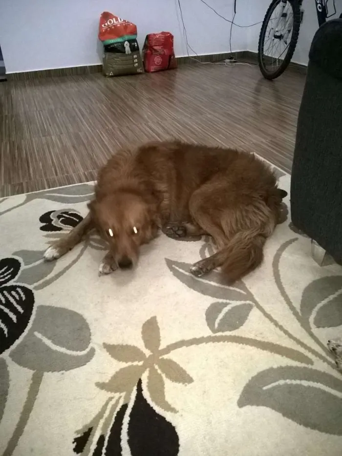 Cachorro ra a Mestiço Golden Retriever  idade 2 anos nome Romeu