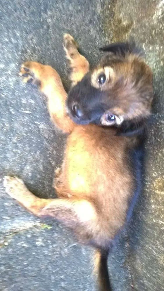 Cachorro ra a vira-latas idade 2 a 6 meses nome emily
