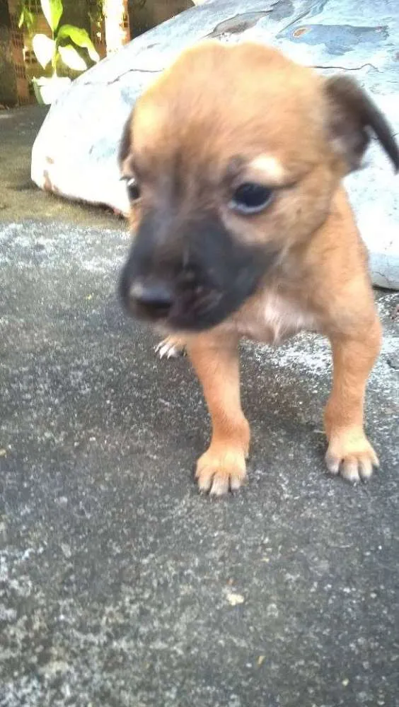 Cachorro ra a vira-latas idade 2 a 6 meses nome emily