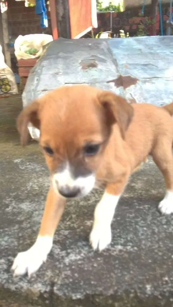 Cachorro ra a vira-latas idade 2 a 6 meses nome emily