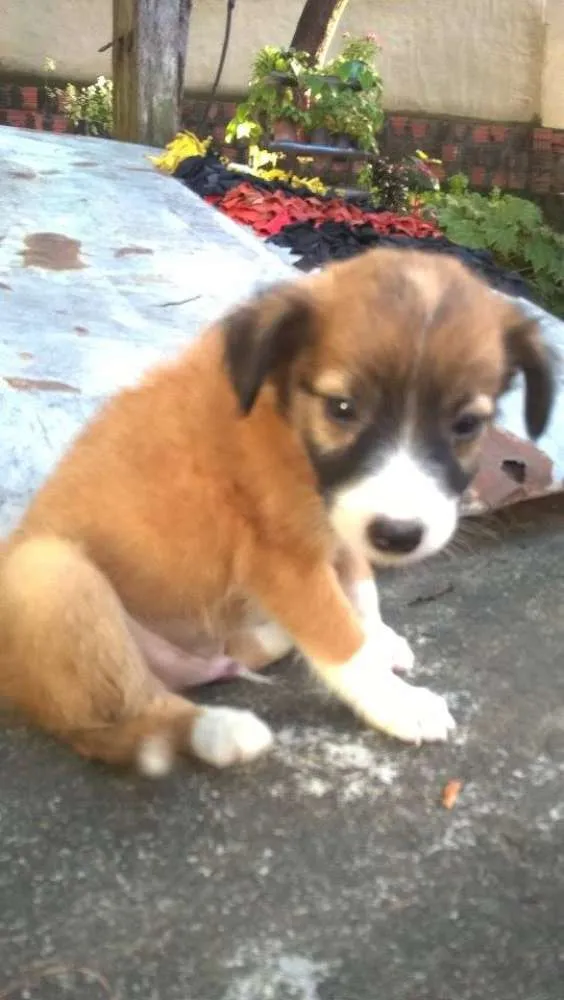 Cachorro ra a vira-latas idade 2 a 6 meses nome emily