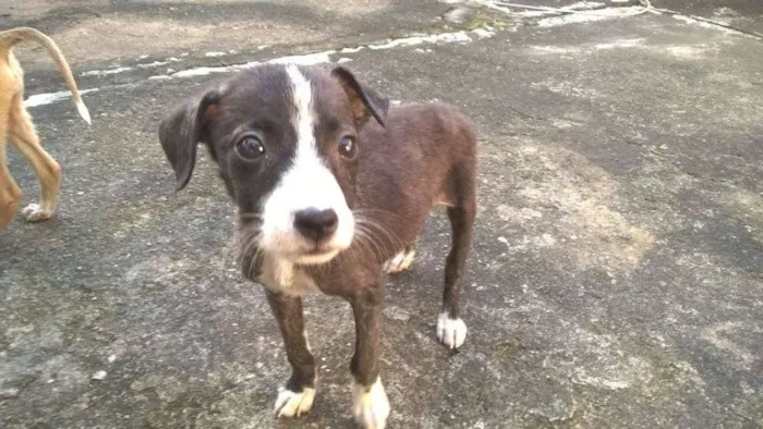Cachorro ra a vira-latas idade 2 a 6 meses nome emily