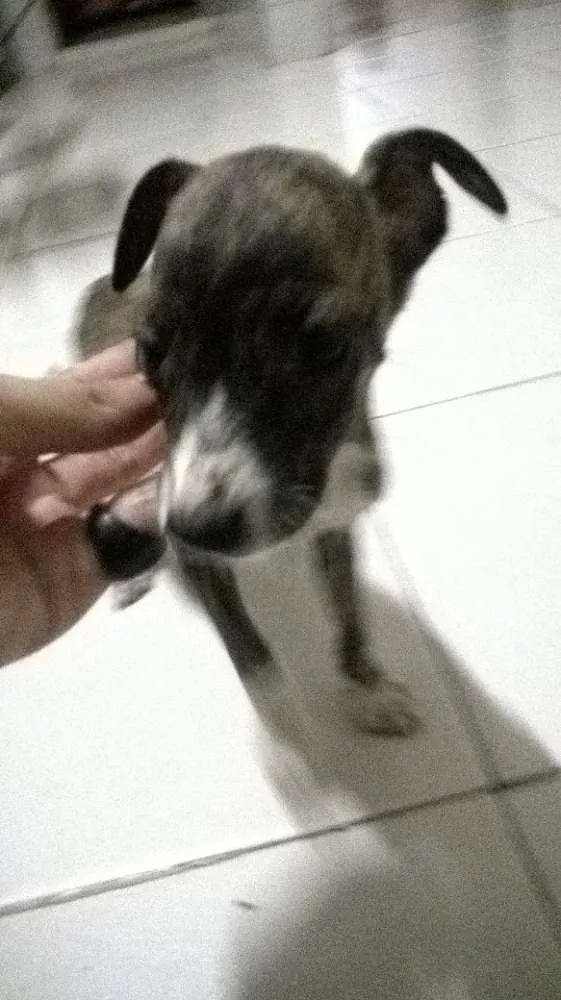 Cachorro ra a vira-latas idade 2 a 6 meses nome emily