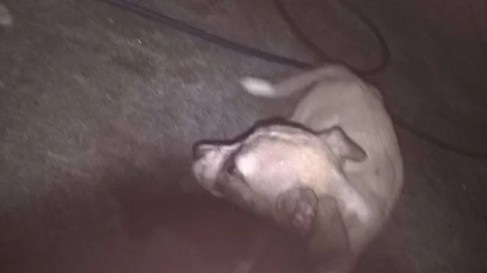 Cachorro ra a vira-latas idade 2 a 6 meses nome emily