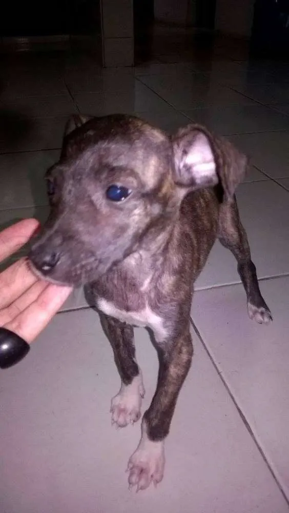 Cachorro ra a vira-latas idade 2 a 6 meses nome emily