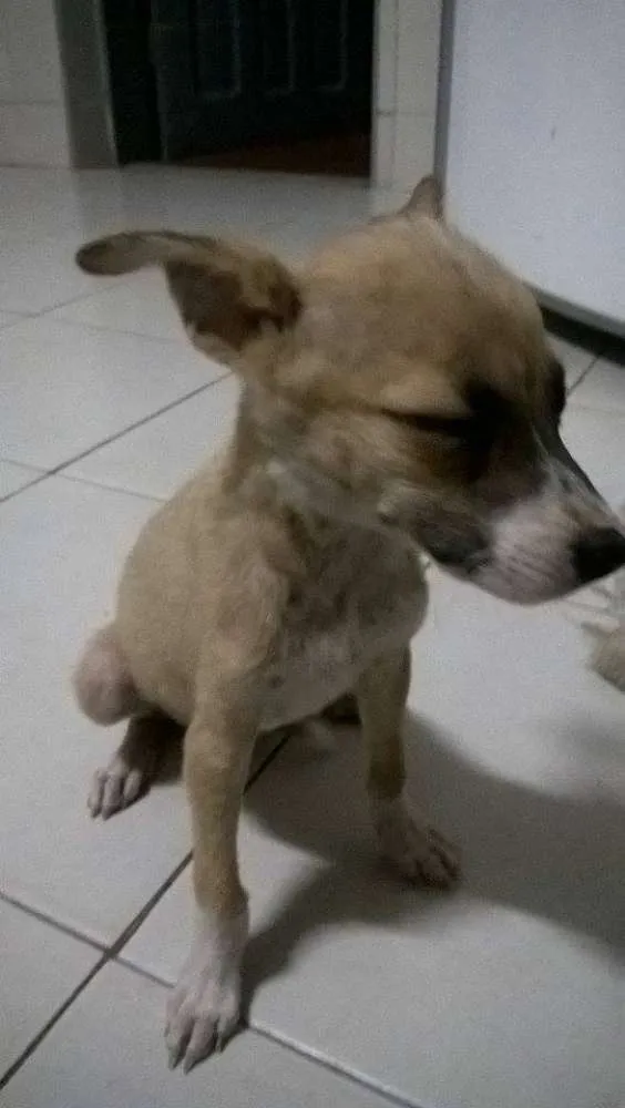 Cachorro ra a vira-latas idade 2 a 6 meses nome emily