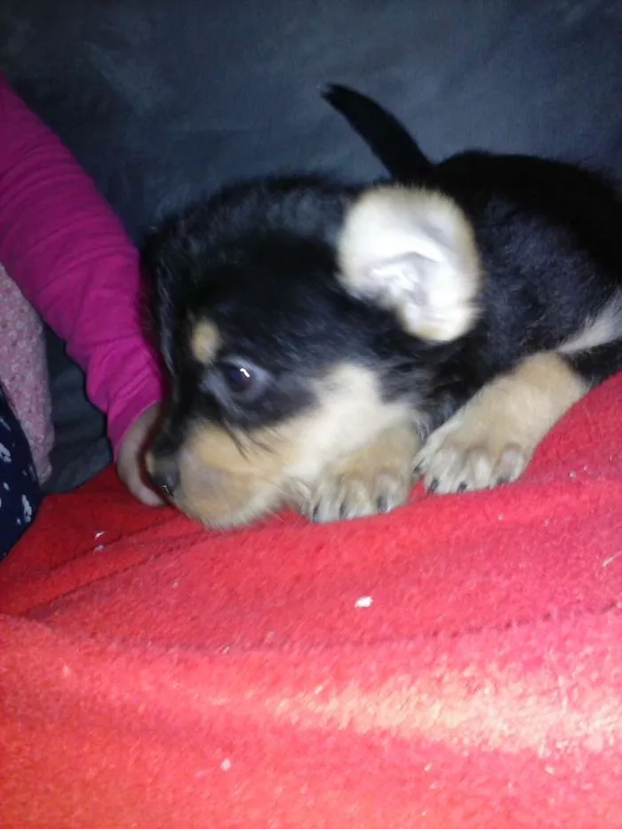 Cachorro ra a SRD idade 2 a 6 meses nome Pretinho