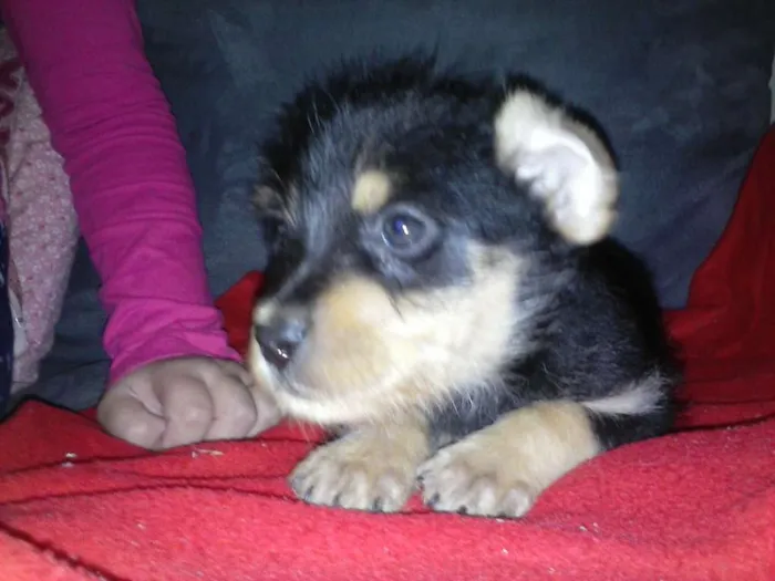 Cachorro ra a SRD idade 2 a 6 meses nome Pretinho