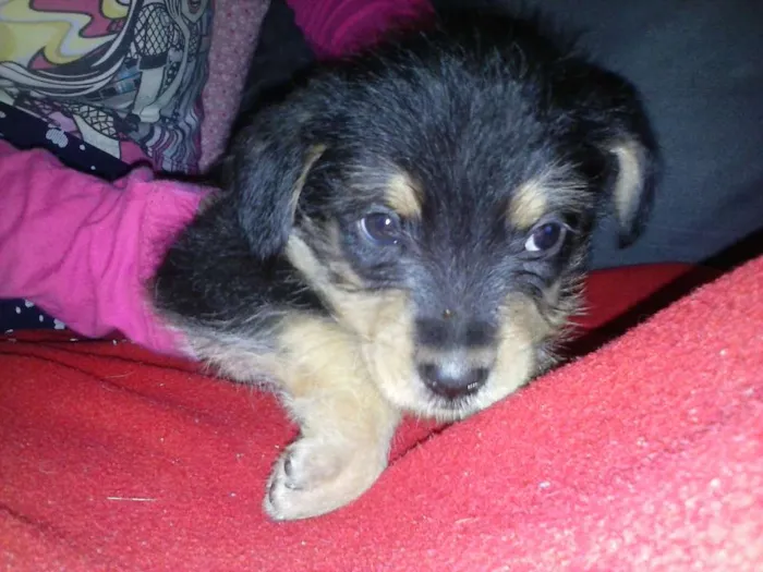Cachorro ra a SRD idade 2 a 6 meses nome Pretinho