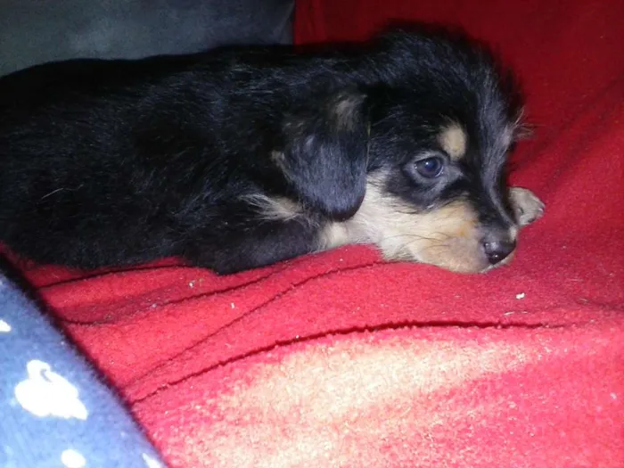Cachorro ra a SRD idade 2 a 6 meses nome Pretinho