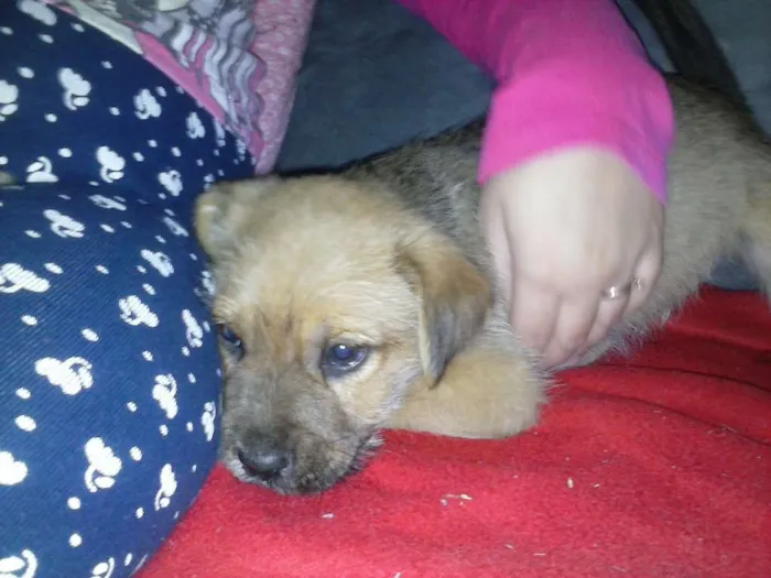 Cachorro ra a SRD idade 2 a 6 meses nome Marronzinho
