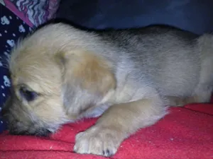 Cachorro raça SRD idade 2 a 6 meses nome Marronzinho