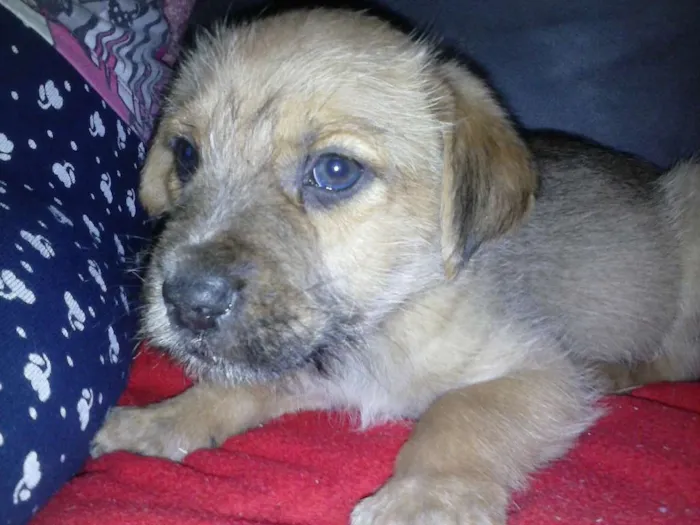 Cachorro ra a SRD idade 2 a 6 meses nome Marronzinho
