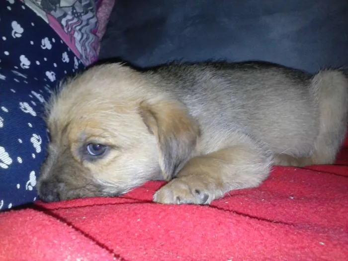 Cachorro ra a SRD idade 2 a 6 meses nome Marronzinho