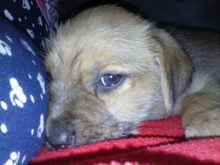 Cachorro ra a SRD idade 2 a 6 meses nome Marronzinho