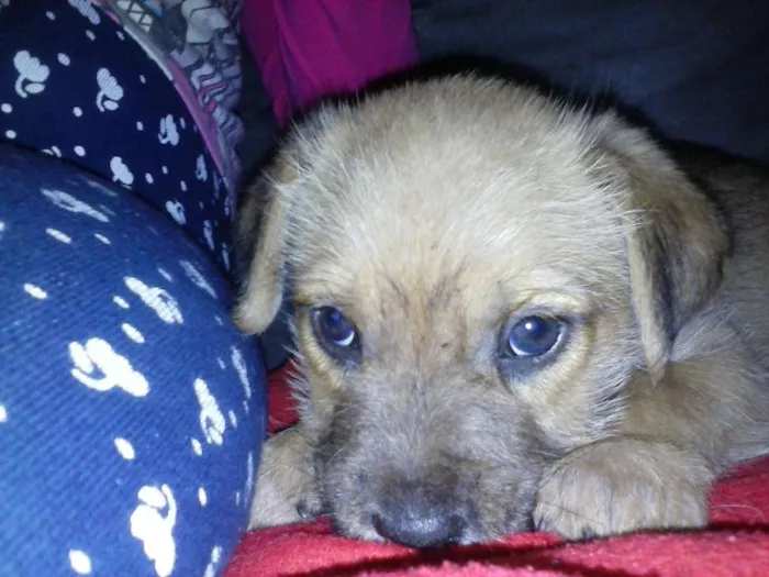 Cachorro ra a SRD idade 2 a 6 meses nome Marronzinho
