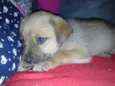 Marronzinho