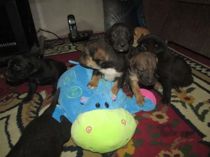 Cachorro raça Vira Lata idade Abaixo de 2 meses nome Várias Meninas e  M