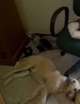 Merlin e Lancelot