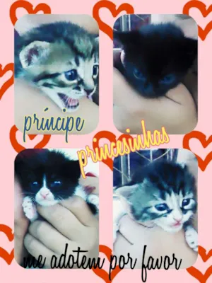 Gato raça  idade Abaixo de 2 meses nome Ainda não possui nome