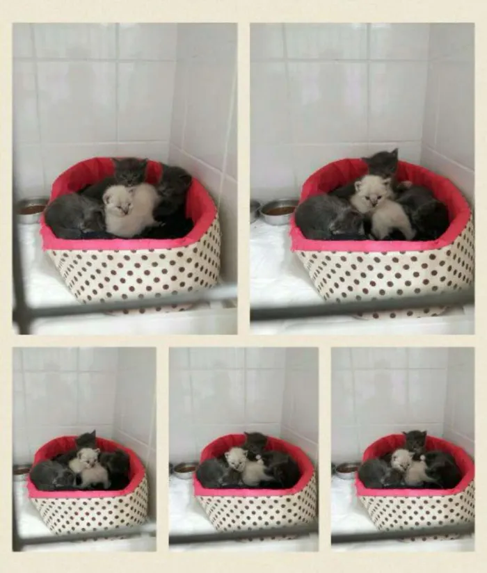 Gato ra a Srd idade Abaixo de 2 meses nome Cinzinhas