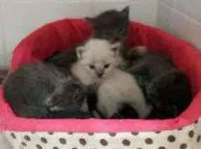 Gato ra a Srd idade Abaixo de 2 meses nome Cinzinhas