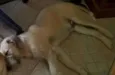 Merlin e Lancelot