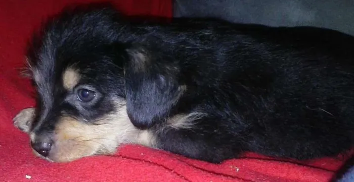 Cachorro ra a SRD idade 2 a 6 meses nome Pretinho