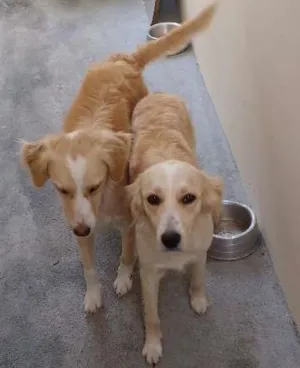 Cachorro raça Não definida idade 4 anos nome Bela e belinha