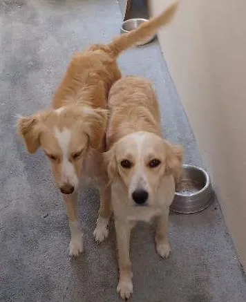 Cachorro ra a Não definida idade 4 anos nome Bela e belinha