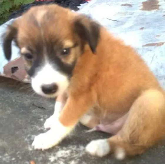Cachorro ra a vira-latas idade 2 a 6 meses nome emily
