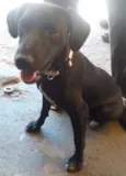 bolinha