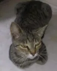lili