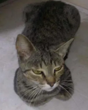 Gato raça vira lata idade 1 ano nome lili