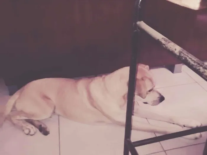Cachorro raça Labrador com Pastor alemão  idade 2 anos nome Reik 