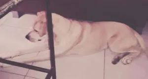Cachorro raça Labrador com Pastor alemão  idade 2 anos nome Reik 