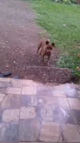 Megui