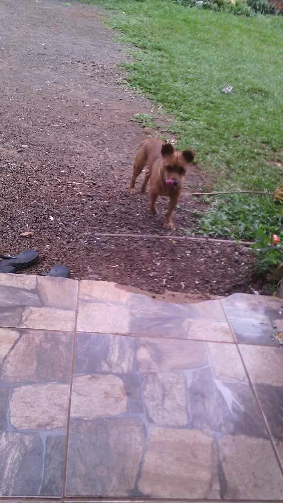 Cachorro ra a SRD idade 1 ano nome Megui