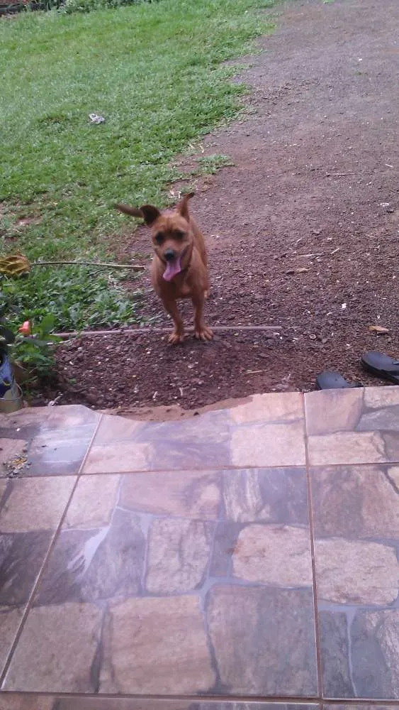 Cachorro ra a SRD idade 1 ano nome Megui