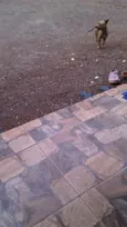 Megui