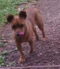 Cachorro ra a SRD idade 1 ano nome Megui