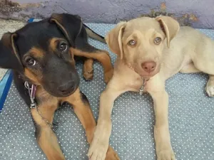 Cachorro raça Labrador/viralata idade 2 a 6 meses nome Mel e rana 