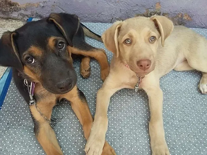 Cachorro ra a Labrador/viralata idade 2 a 6 meses nome Mel e rana 